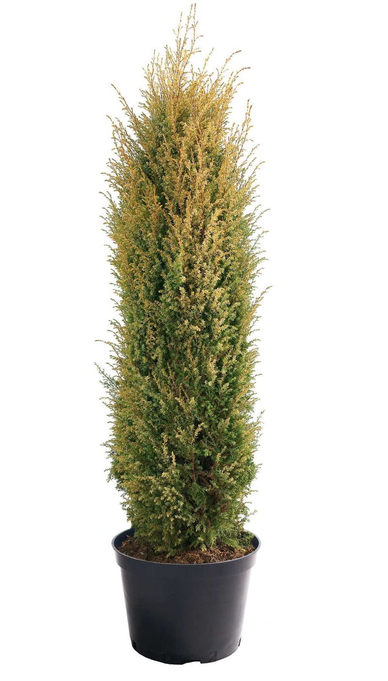 Jałowiec - Juniperus communis Gold Cone